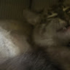 Meet your Posher, Chicky